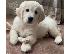 PoulaTo: Όμορφα κουτάβια Golden Retriever